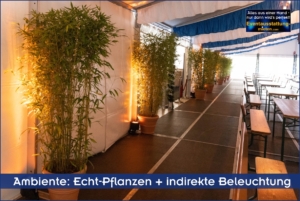 Bambuspflanzen im Terrakotta-Übertopf mit Bodenstrahlern indritekt beleuchtet.