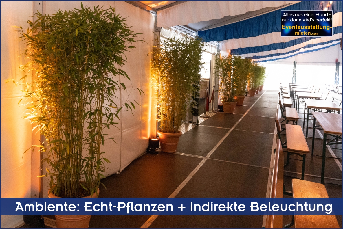 Bambuspflanzen im Terrakotta-Übertopf mit Bodenstrahlern indritekt beleuchtet.